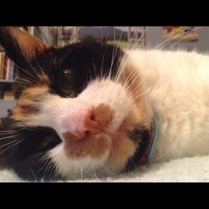 Meet your Posher, Martha